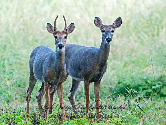 Odocoileus virginianus  WHITE-TAILED DEER  8023243z