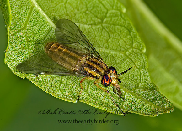Chrysops vittatus  DEER FLY 5010961z