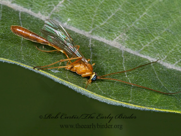 Enicospilus purgatus  OPHIONINAE ICHNEUMON 5015543z