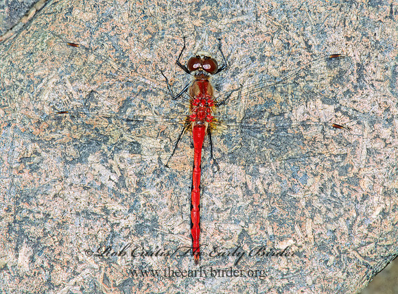 Sympetrum obtusum WHITE-FACED MEADOWHAWK 211209 Mz