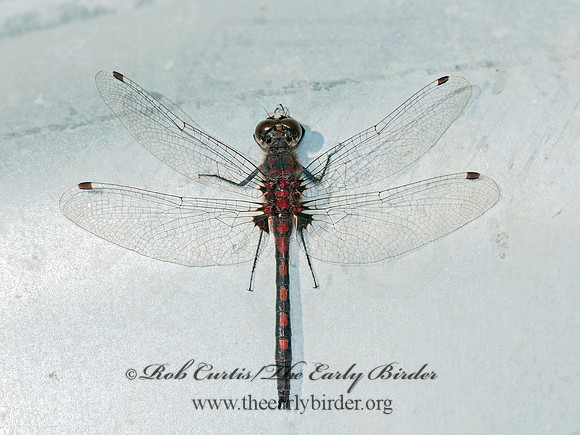 Leucorrhinia hudsonica HUDSONIAN WHITEFACE 3014220 z