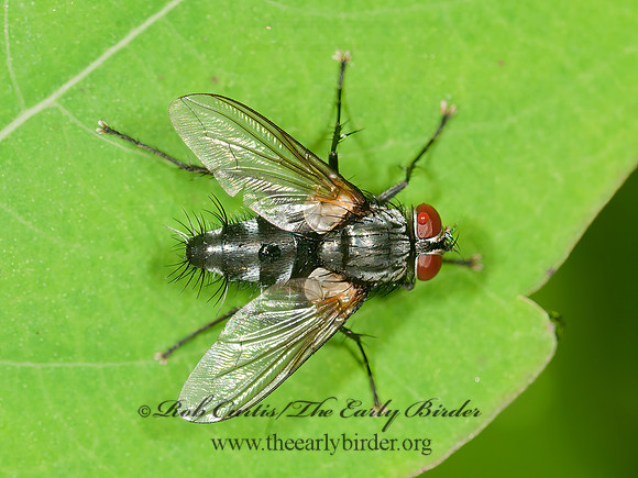 Thelaira americana  DEXIINAE TACHINID FLY 3013146z