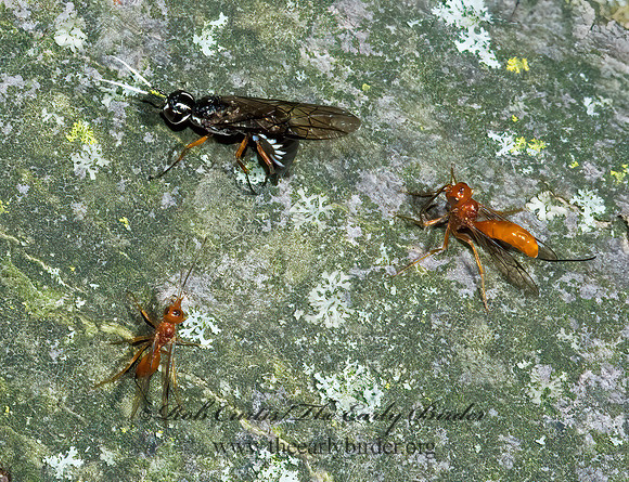 Xiphydria maculata & Aulacus burquei 5008407z
