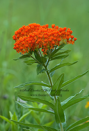 Aslcepias tuberosa  ORANGE MILKWEED 5010305z
