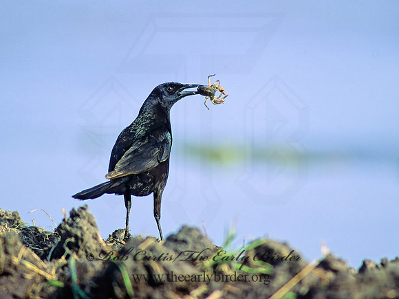 Quiscalus major  BOAT-TAILED GRACKLE 67232.1z