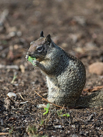 Otospermophilus beecheyi  CALIFORNIA GROUND SQUIRREL 9055775z