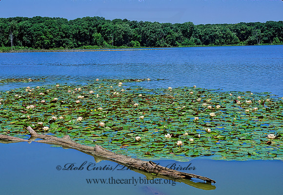 Nymphaea odorata -FRAGRANT WATER LILY 1112531z