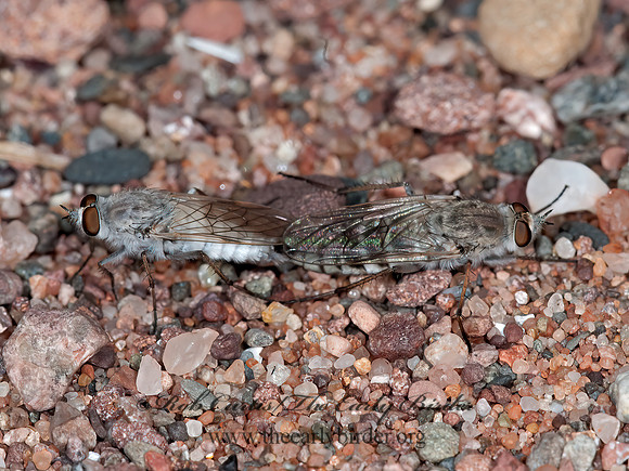 Pandivirilia albifrons  THEREVID FLY 3014315z