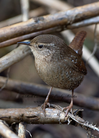 Troglodytes hiemalis  WINTER WREN  9025366z