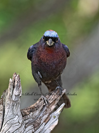 Passerina versicolor  VARIED BUNTING 3039636z
