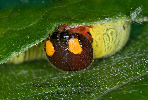 Epargyreus clarus  SILVER SPOTTED SKIPPER 6010608z