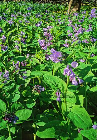 Mertensia virginica  VIRGINIA BLUEBELL 264815z