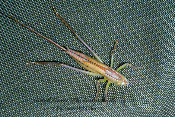 Neoconocephalus nebrascensis 5001238z