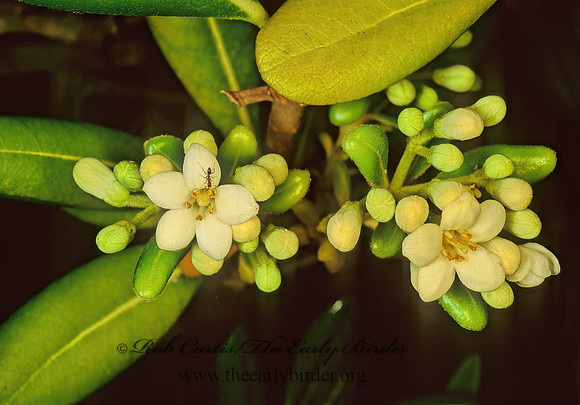 Pittosporum sp 122924z