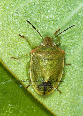 Thyanta custator  RED-SHOULDERED STINKBUG 5016598z