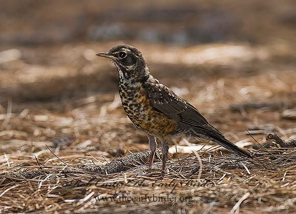 Turdus migratorius  AMERICAN ROBIN 6026904z