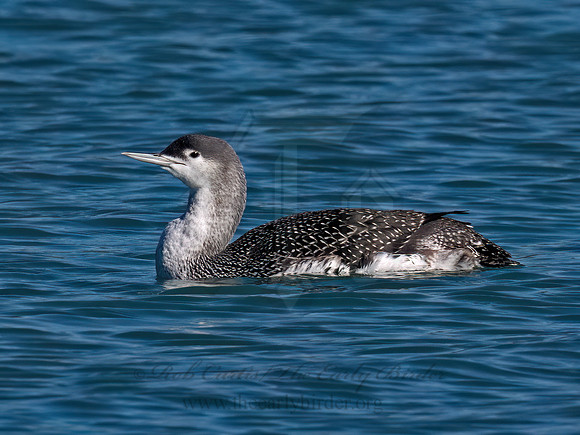 Gavia stellata RED-THROATED LOON 9086597z