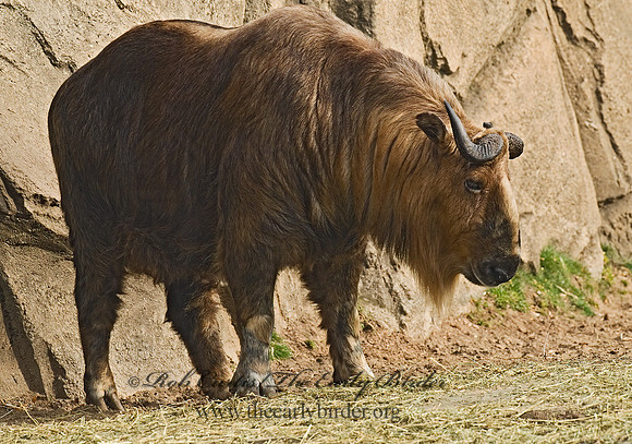 Budorcas taxicolor tibetana  SICHUAN TAKIN 6018767z