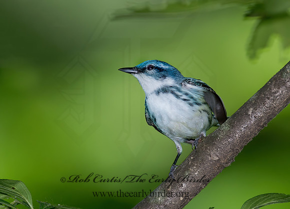 Setophaga cerulea  CERULEAN WARBLER 9023085z