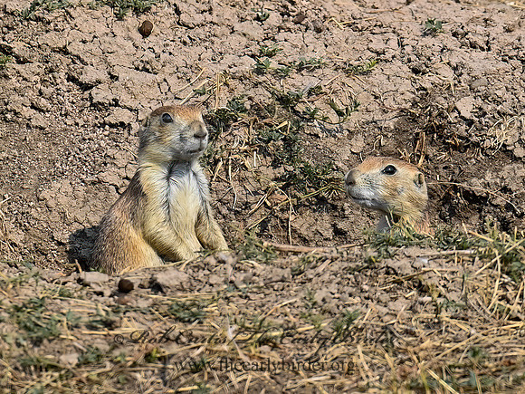 Cynomys ludovicianus  BLACK-TAILED PRAIRIE DOG 6036678z