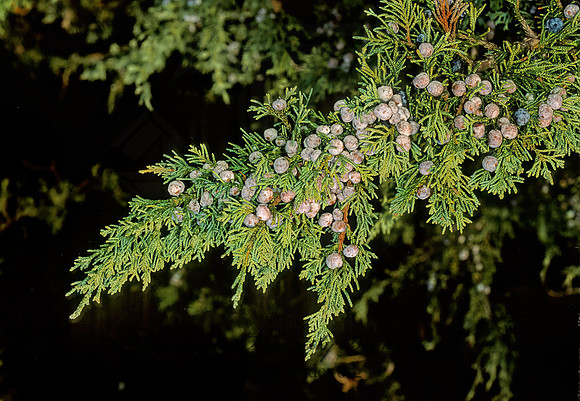 Juniperus chinensis (maney)  MANEY JUNIPER 215234z