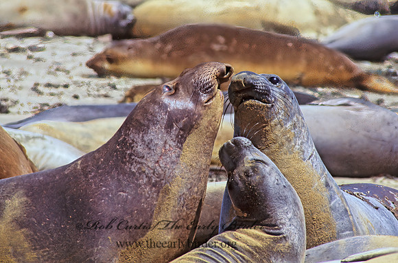 Mirounga angustirostris  NORTHERN ELEPHANT SEAL 110936z