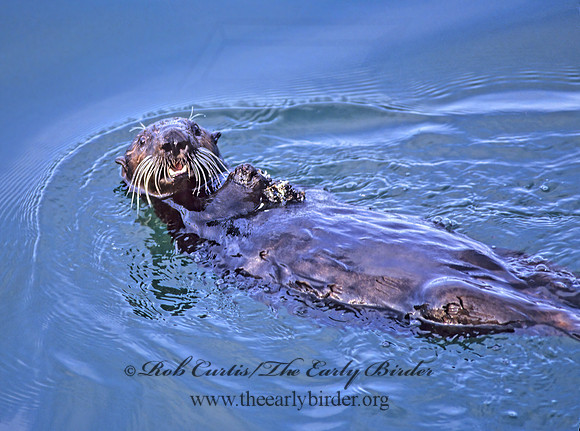 Enhydra lutris kenyoni  NORTHERN SEA OTTER 225027z