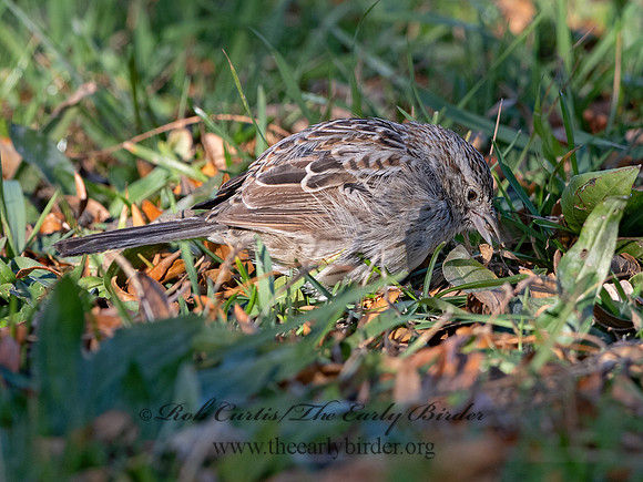 Peucaea cassinii  CASSIN'S SPARROW 3027647