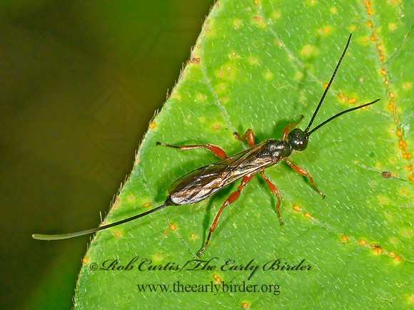 Odontolcolon  XORIDINAE ICHNEUMON 1304767z