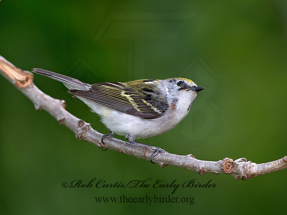 Setophaga pennsylvanica  CHESTNUT-SIDED WARBLER 9038983z