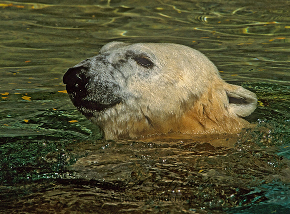 Ursus maritimus  POLAR BEAR 293628z