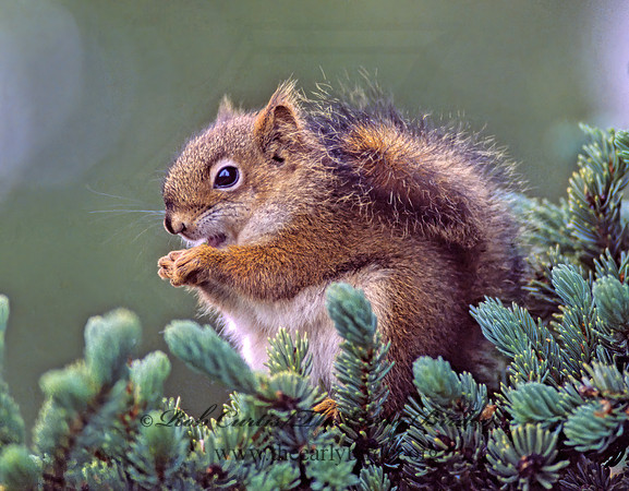 Tamiasciurus hudsonicus  AMERICAN RED SQUIRREL  240424 z