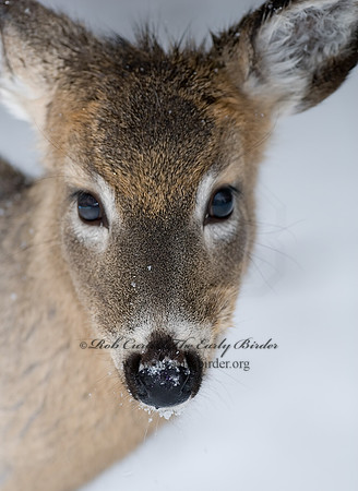 Odocoileus virginianus  WHITE-TAILED DEER  6020828z