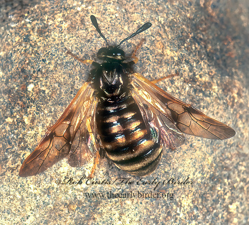 Zaraea inflata 149613z