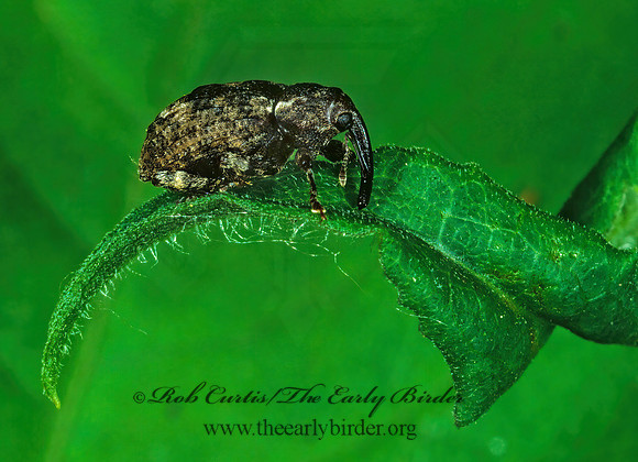 Conotrachelus 1287929z