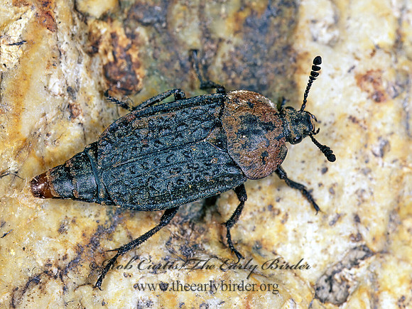 Silpha lapponica 242507z