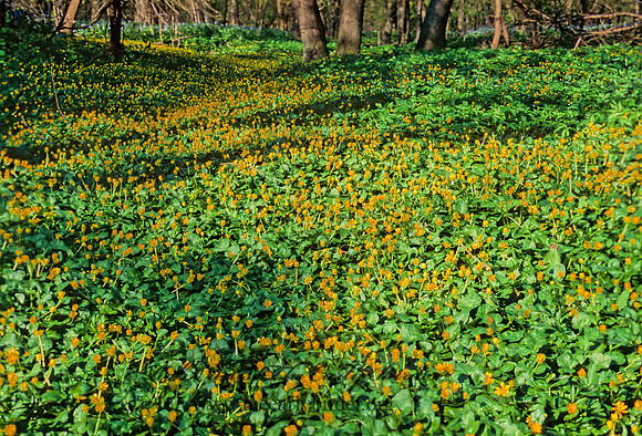 Caltha palustris  MARSH MARIGOLD 264808z