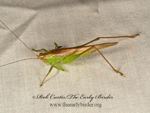 Conocephalini  MEADOW KATYDID 9048365z