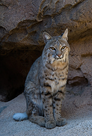 Lynx rufus  BOBCAT 5005662z