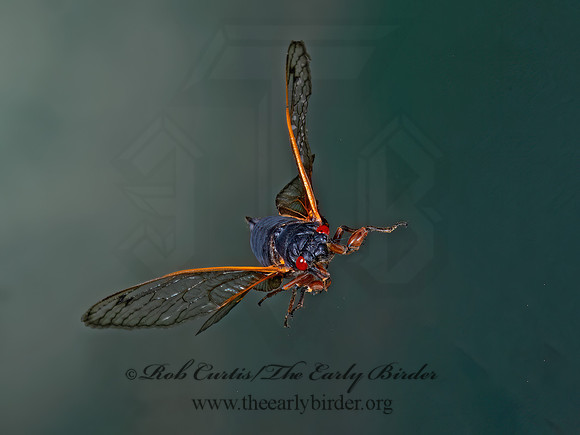 Magicicada cassinii CASSINI'S 17-YEAR CICADA 9089110z