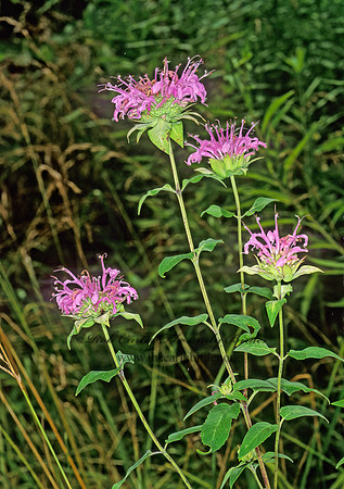 Monarda fistulosa  WILD BERGAMOT 1111323z