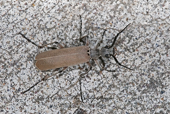 Epicauta liebecki 6024328z