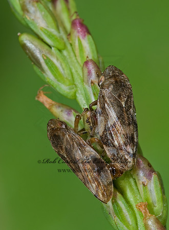 Philaenus spumarius  MEADOW SPITTLEBUG 6028016z
