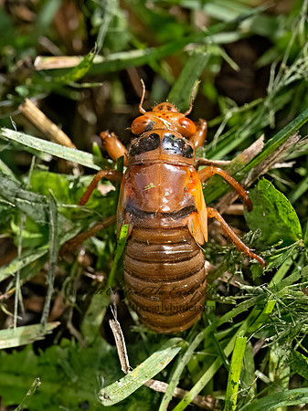 Magicicada cassinii CASSINI'S 17-YEAR CICADA 3043643z