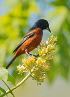 Icterus spurius ORCHARD ORIOLE 9044617z