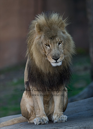 Panthera leo  AFRICAN LION  6018751z