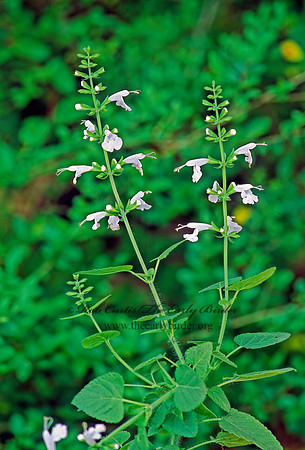 Salvia coccinea  TROPICAL SAGE 185101z