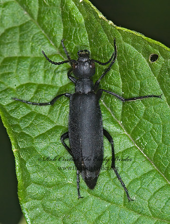 Epicauta pennsylvanica 6012710z