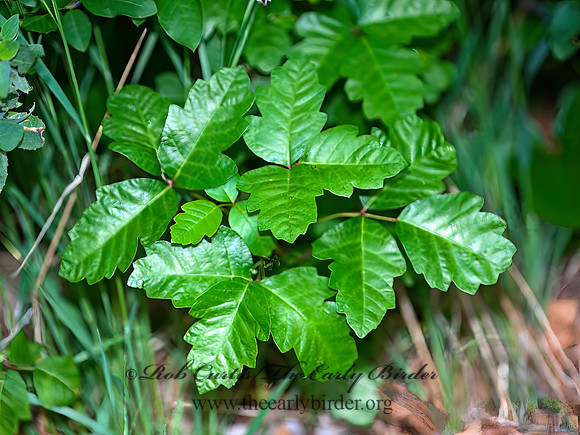 Toxicodendron diversilobum  WESTERN POISON OAK 8036525z