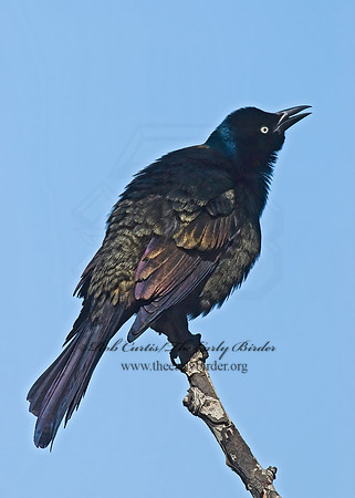 Quiscalus quiscula  COMMON GRACKLE 7001294z